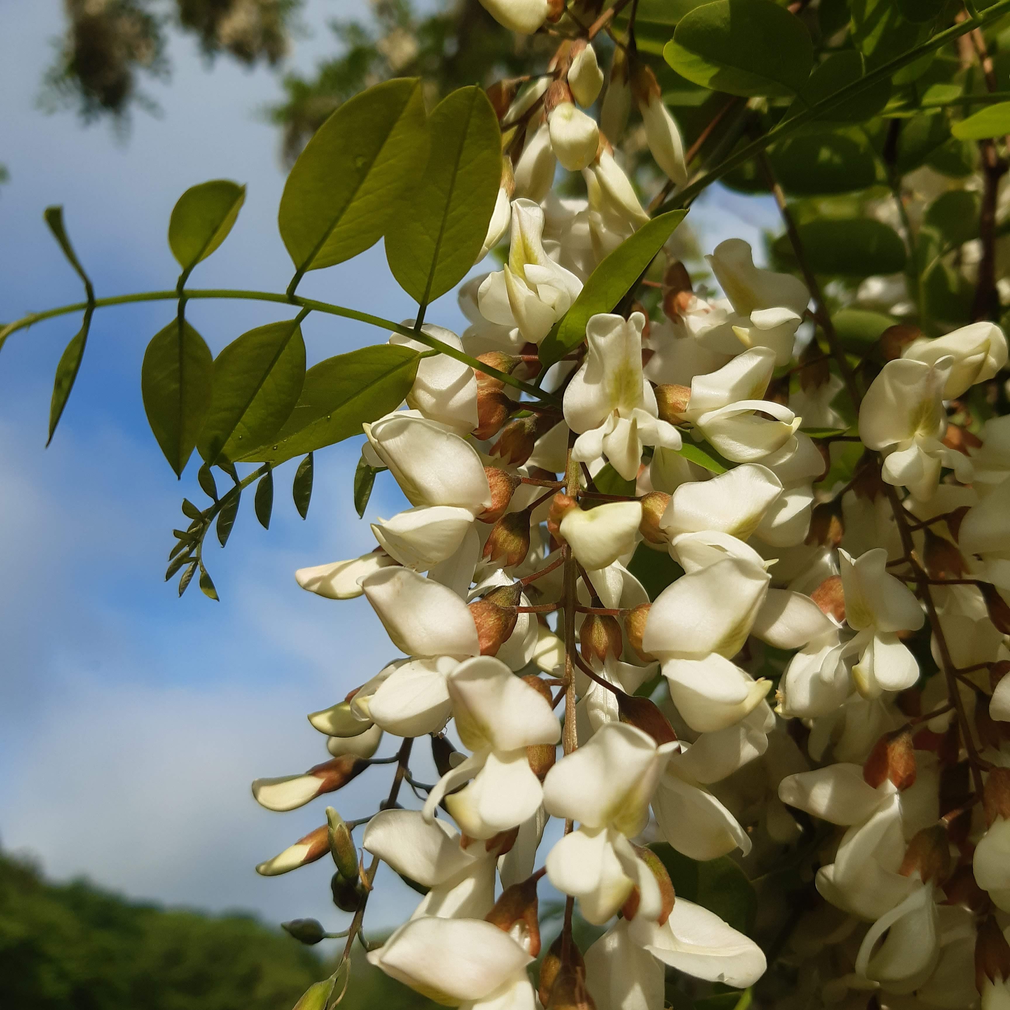 Le vent et les acacias